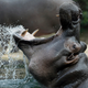 Illustration for article titled Who Would Win If A Hippo Fought A Rhino? A Question For The Ages.